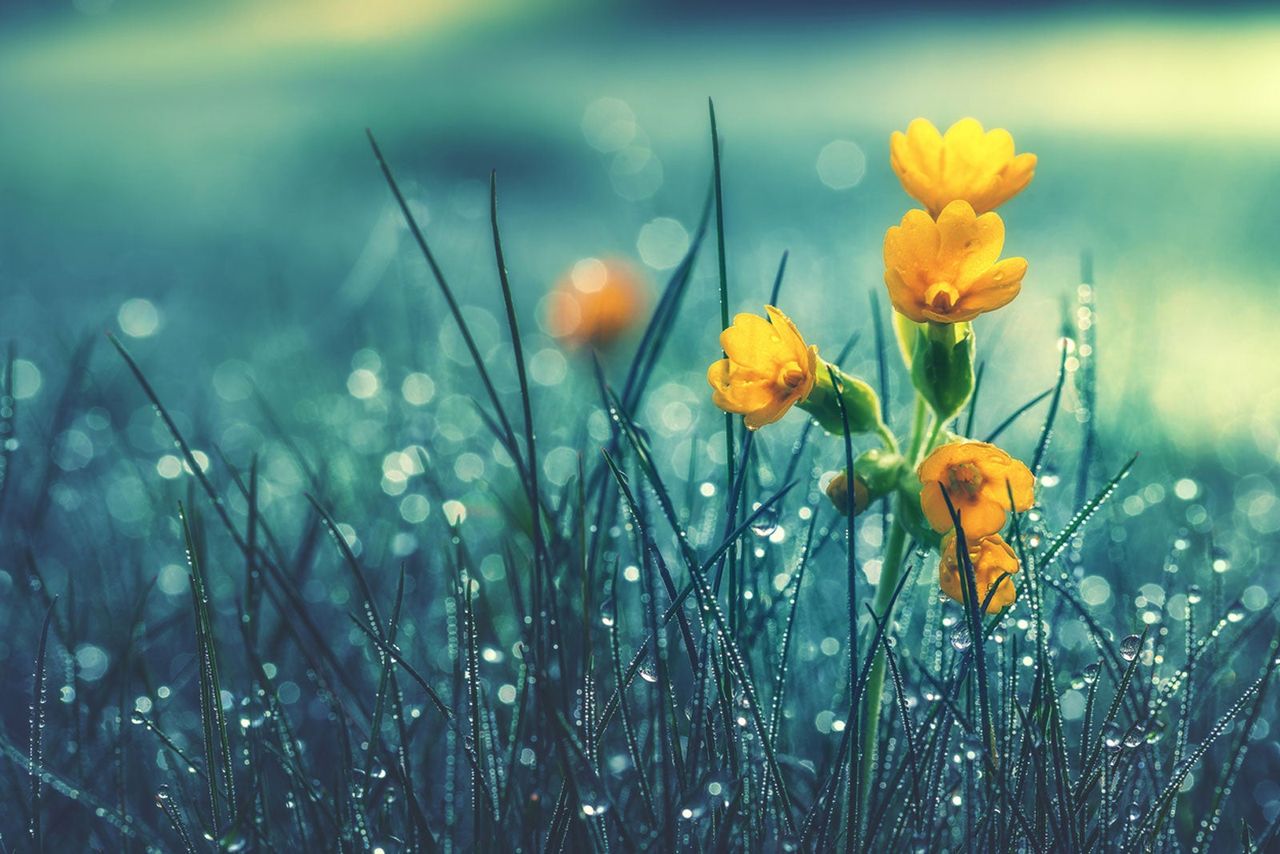 Tiny Yellow Flowers