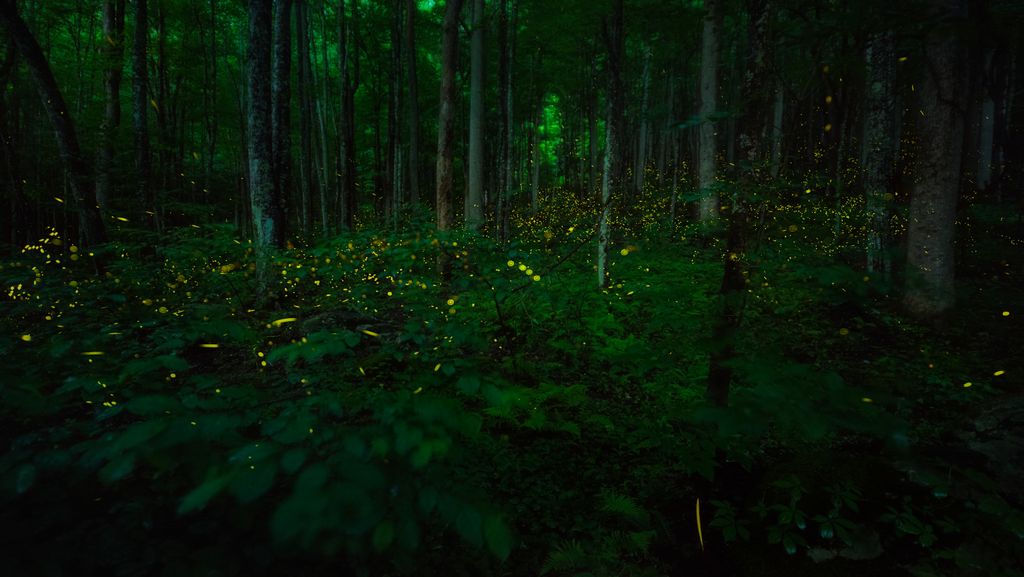 Firefly season is coming in Great Smoky Mountain National Park Advnture