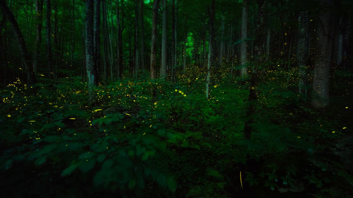 Fireflies in a forest