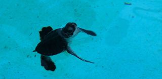 Sea turtle, climate change