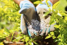 Gardener Holding Fertilizer With Gardening Gloves