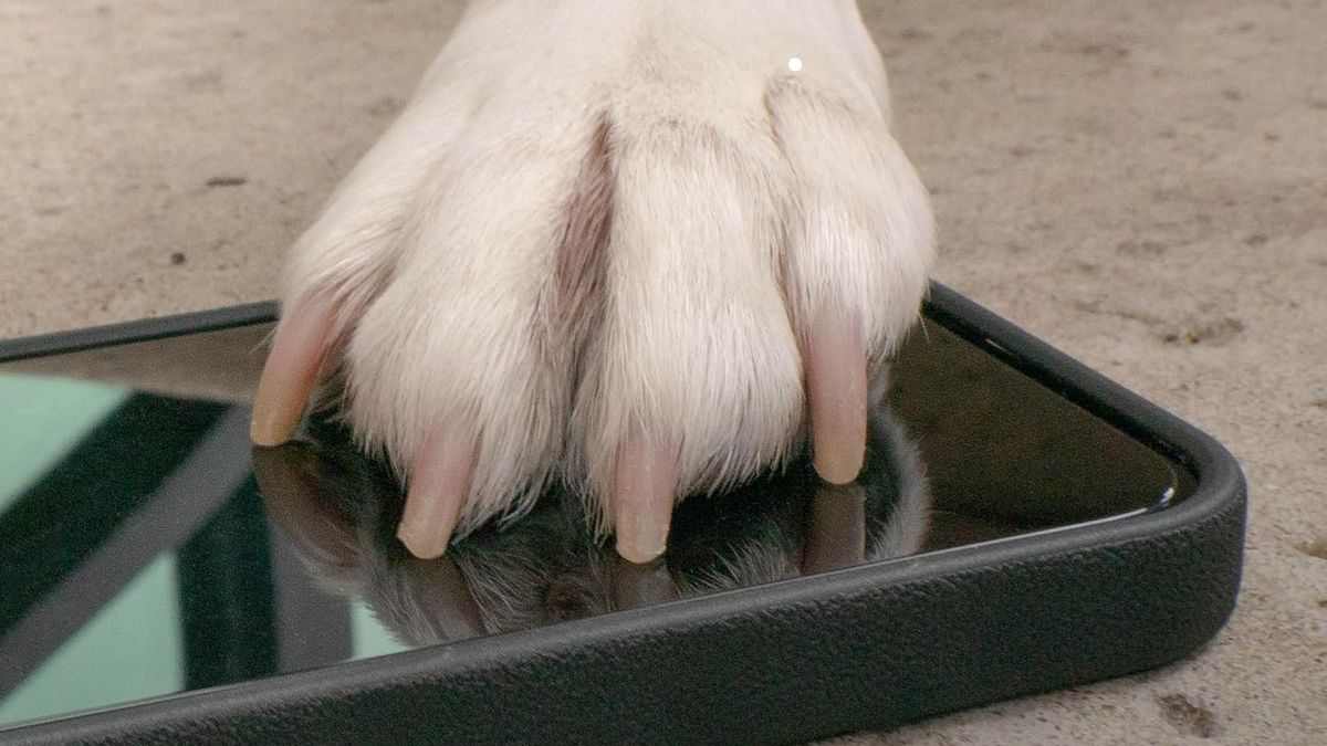 Dog&#039;s paw resting on iPhone screen