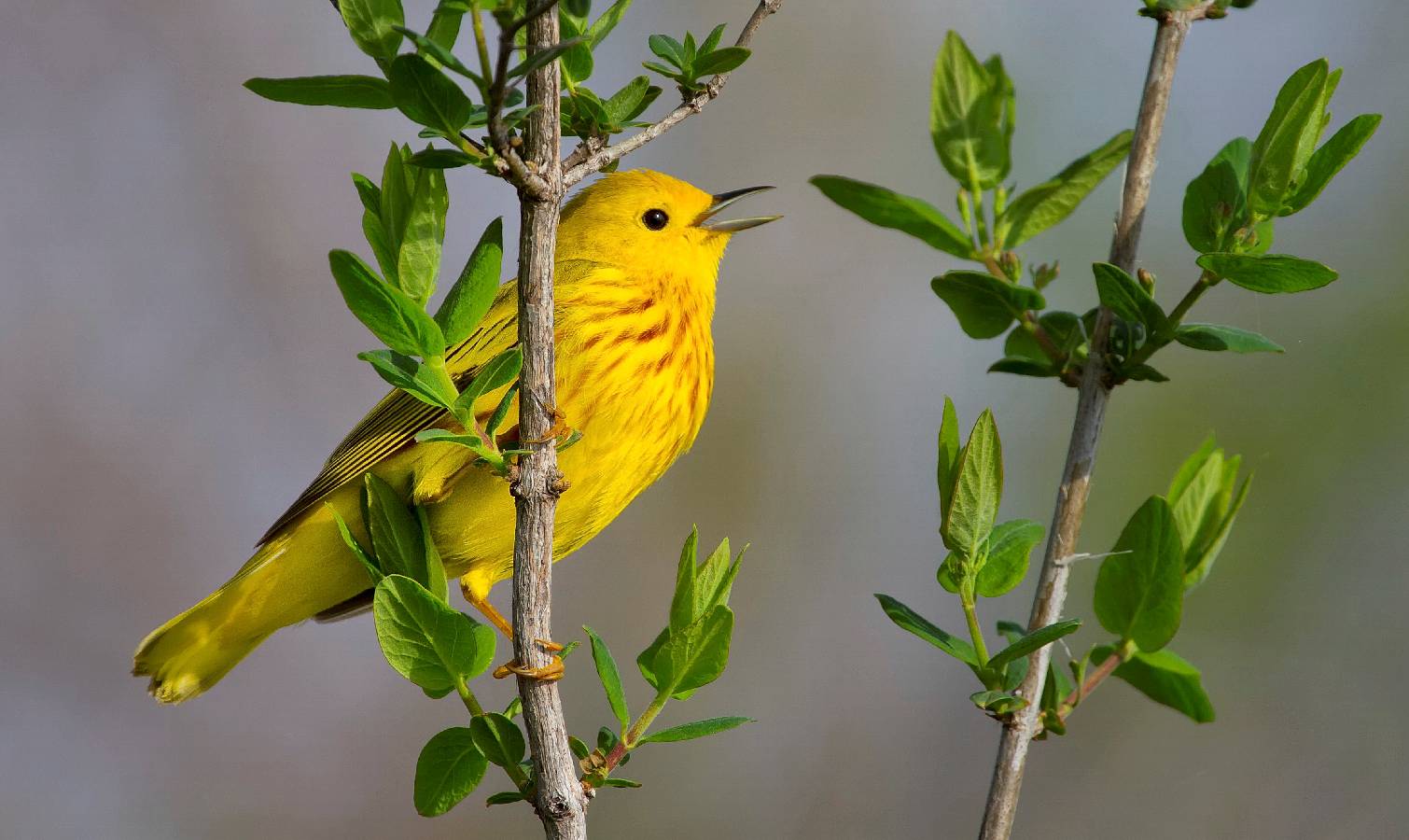 Male warbler