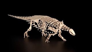 A computer generated image of a dinosaur skeleton on a black background