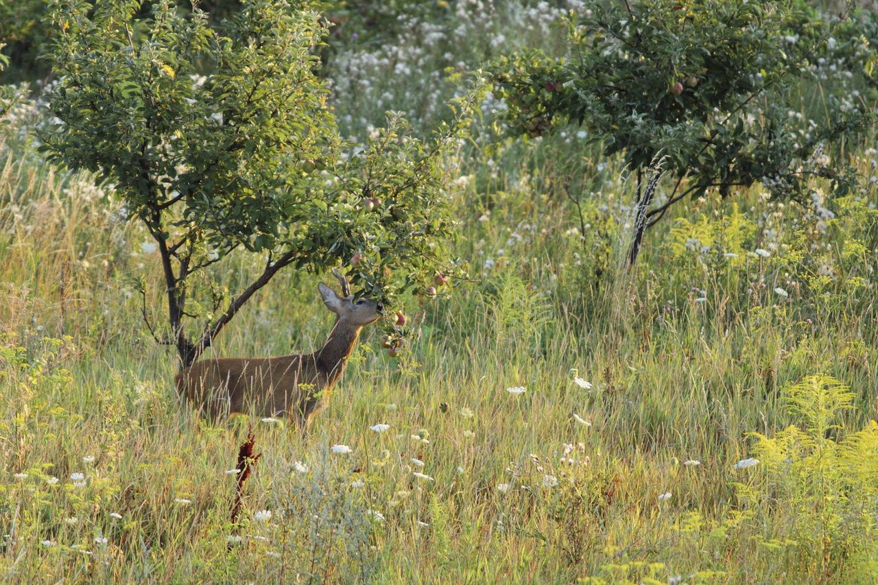 Deer Eating Fruit From A Tree