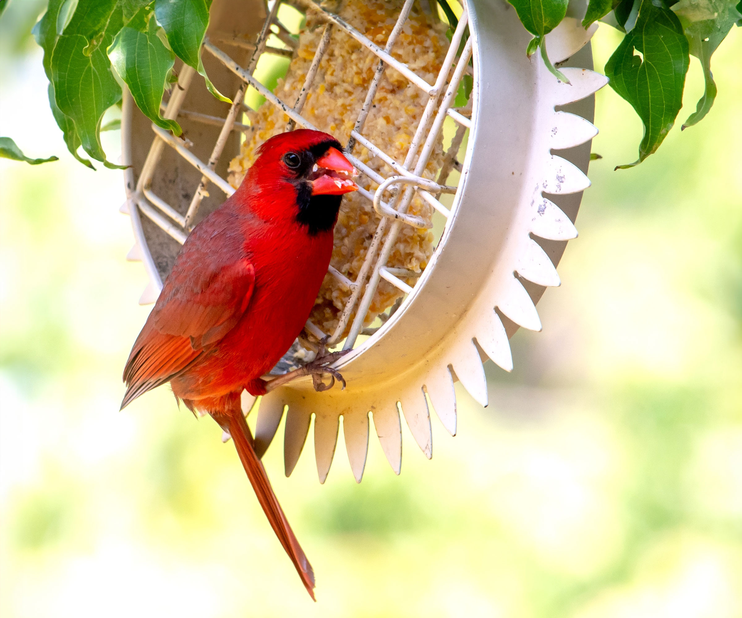 cardinal perched on suet feeder in garden