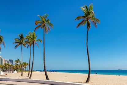 Beautiful tropical sunny beach with palm trees and beach umbrellas in Fort Lauderdale Beach Park, Florida