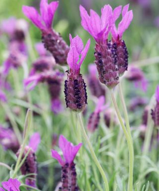 Close-up of the cerise tufts of French lavender Victoria