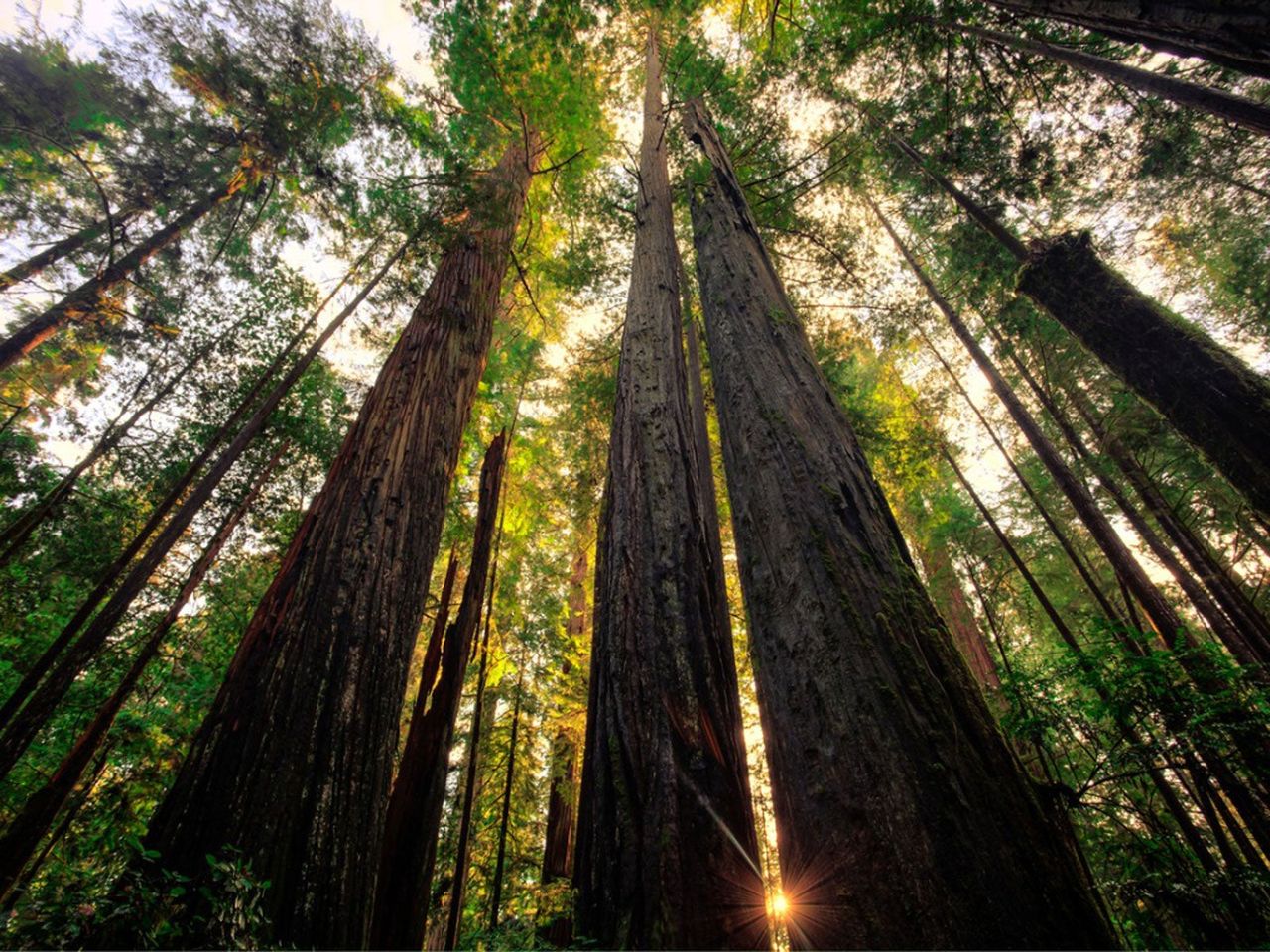 Tall West Coast Conifer Trees