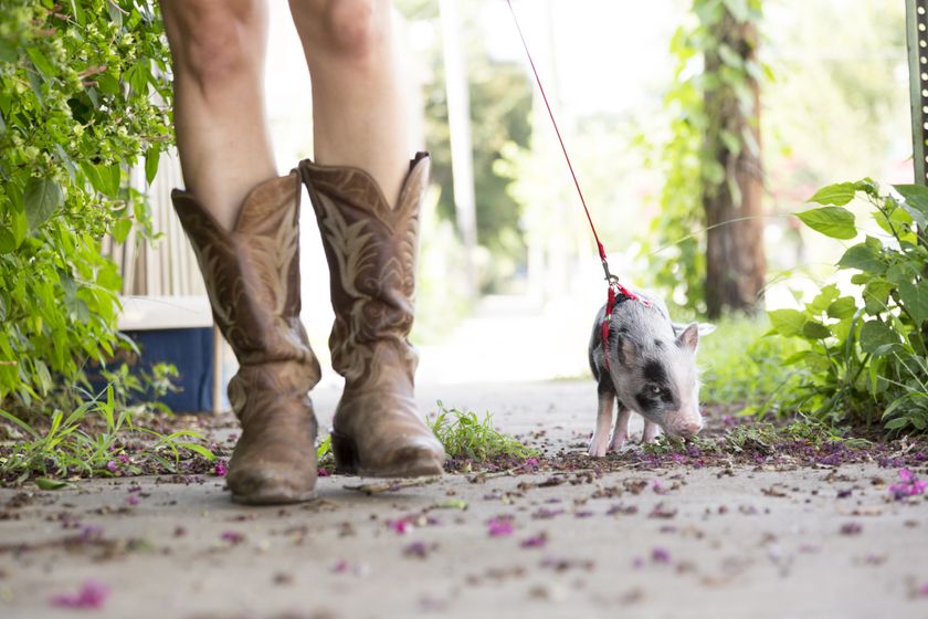 Person in cowboy boots hiking with pet pig on a harness