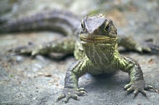 The tuatara, an iconic New Zealand reptile.