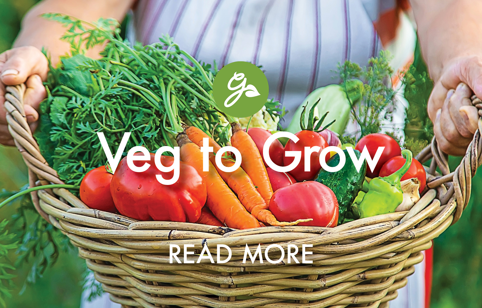 Read more about vegetables to grow in February. Image shows a gardener wearing striped apron holding basket of freshly harvested vegetables