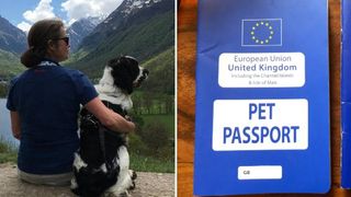 EU pet passport for dog