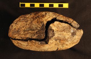The rock nodule containing the fossil that amateur paleontologist and farmer Roy Oosthuizen found in the 1980s in South Africa.