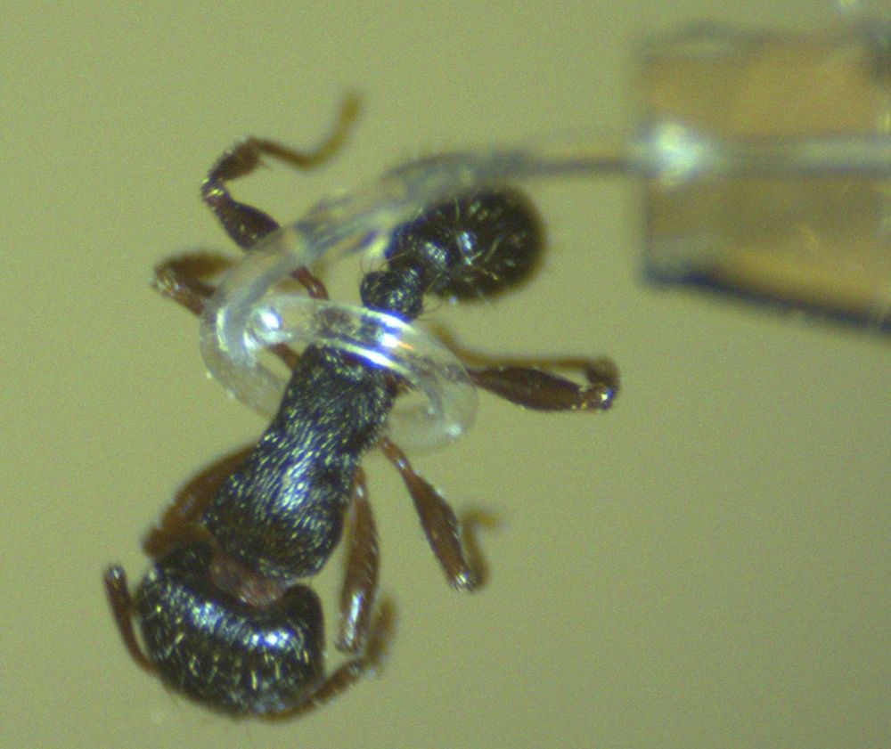 A new, soft robotic micro-tentacle grabs a house ant without damaging its tiny body.