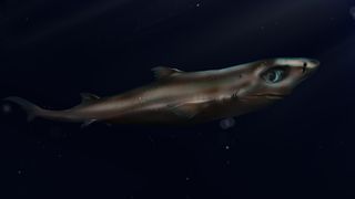 The dwarf lanternshark (Etmopterus perryi) is the world's smallest shark species.