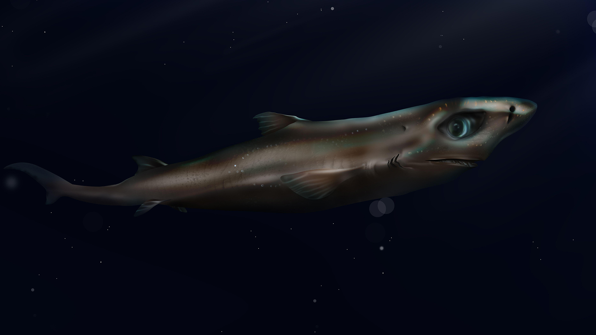 El tiburón linterna enano (Etmopterus perryi) es la especie de tiburón más pequeña del mundo.