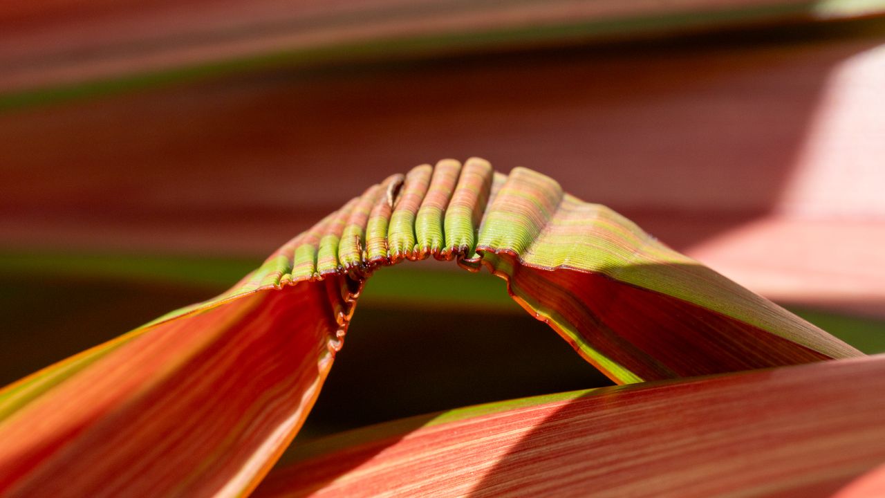 details on a phormium plant