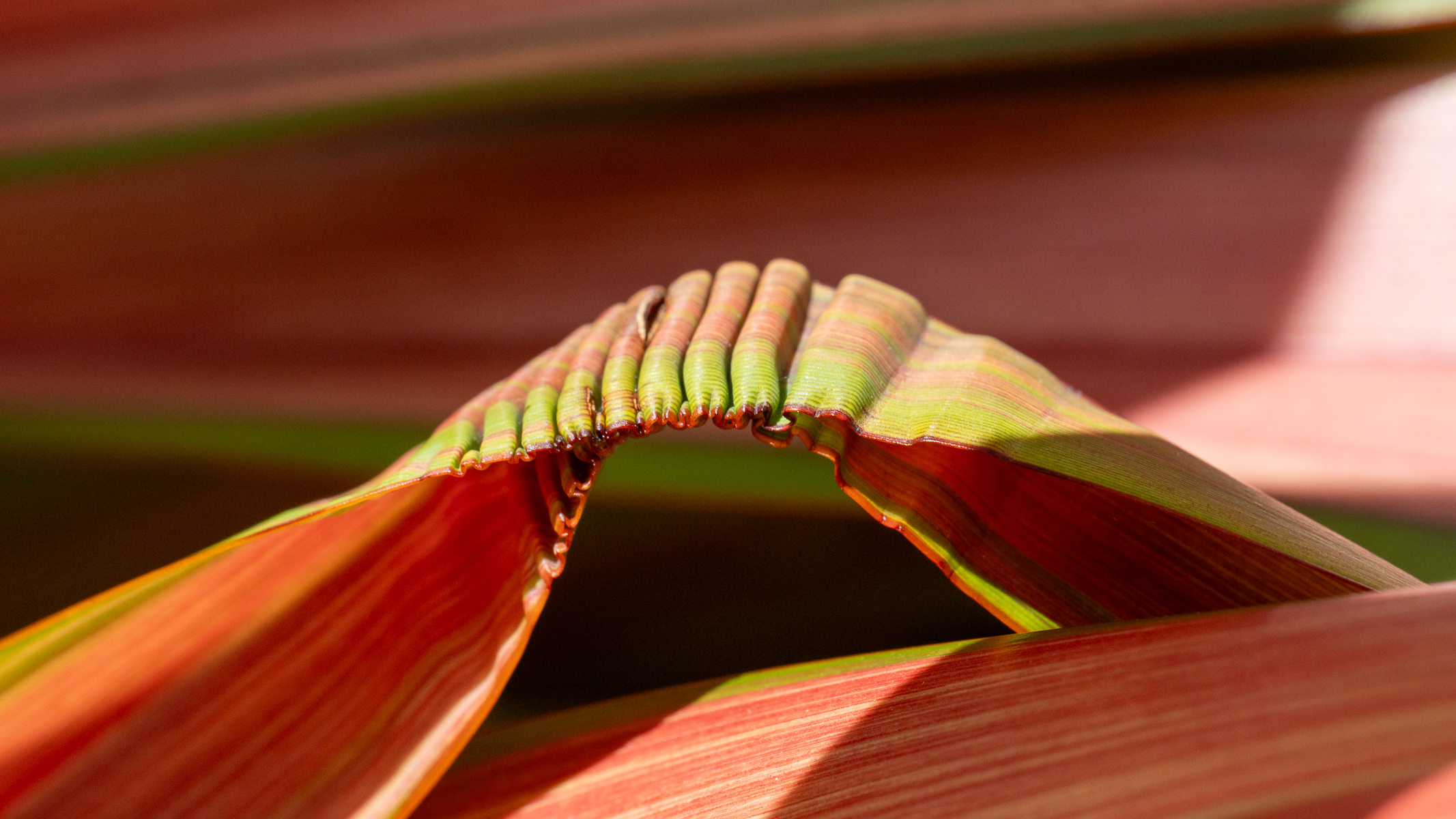 details on a phormium plant
