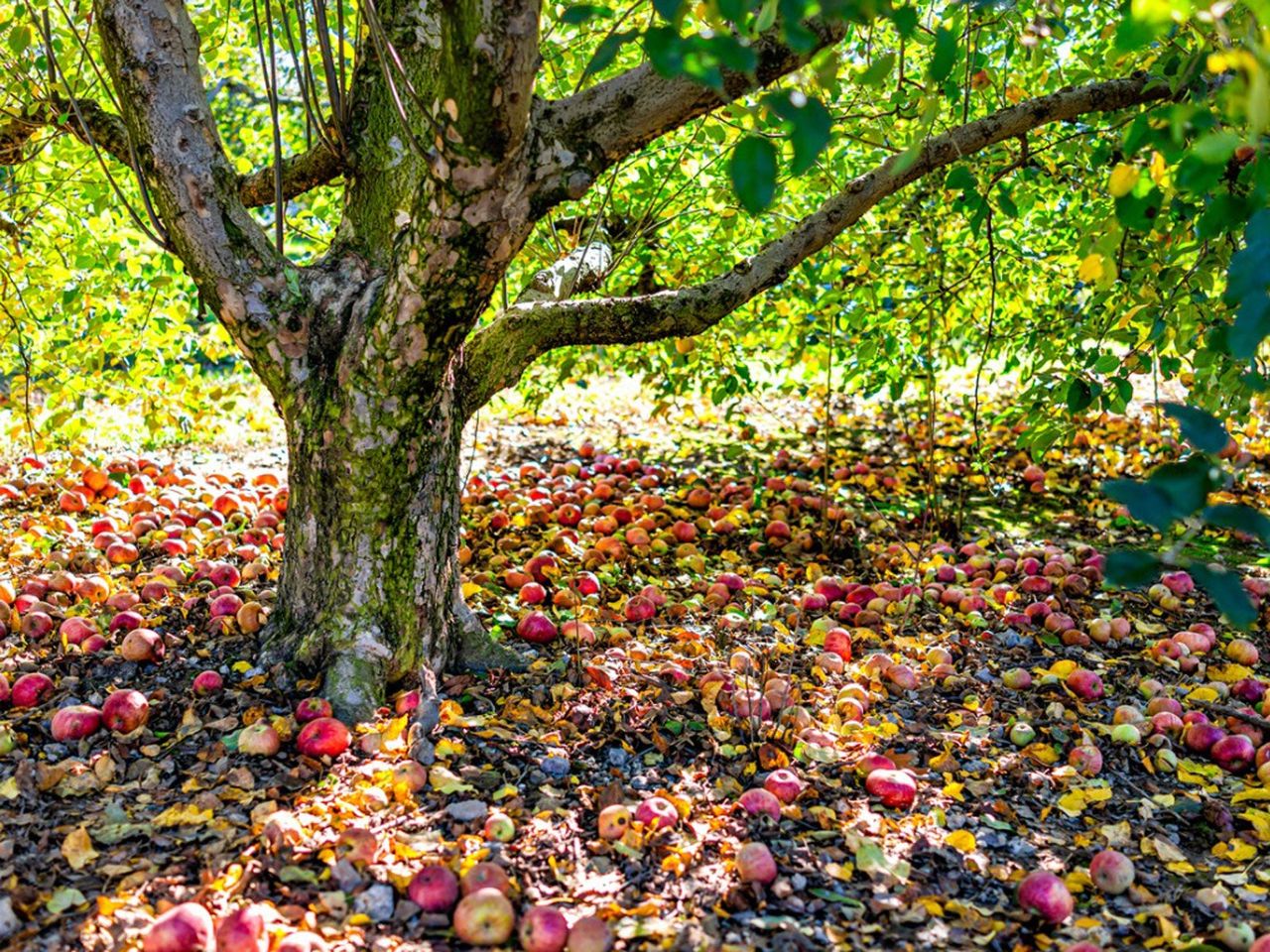 Ground Covered With Fruit Under A Tree