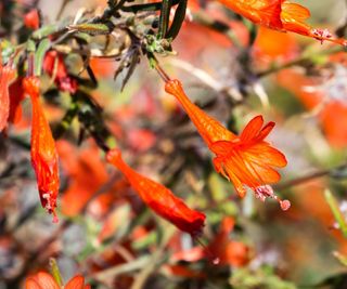 Zauschneria, Californian fuchsia, with orange-red blooms