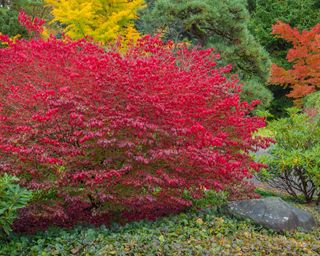 Vibrant red autumn leaves of burning bush (Euonymus alatus)