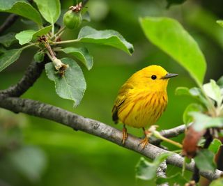 Yellow warbler sitting in a tree