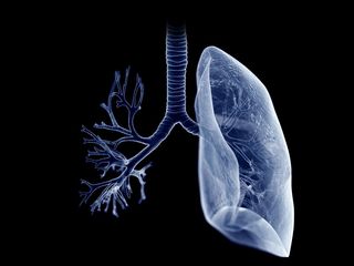 Fat Can Build Up In Your Lungs Live Science