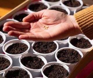 Hand holds pepper seeds above a flat of soil cups