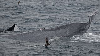 The injured tail of a blue whale.