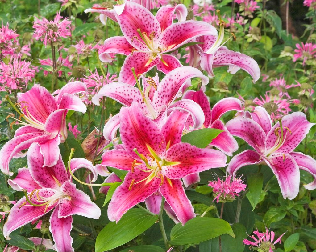 7 Best Perennials To Divide In Fall – Clone Favorite Plants | Gardening ...