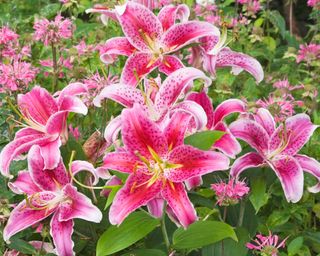 Pink and white 'Stargazer' lilies