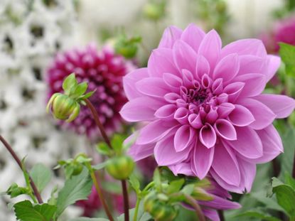 Pink Dahlia Flowers