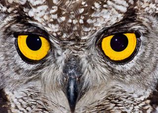animal eyes, owl