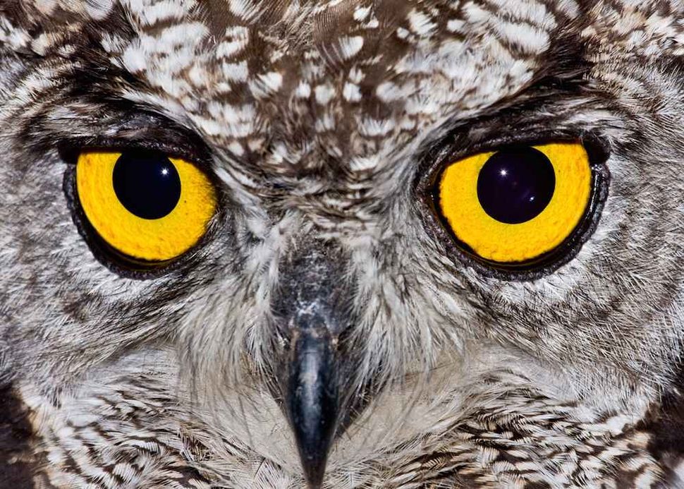 See 15 Crazy Animal Eyes — Rectangular Pupils to Wild Colors: Page 2 ...