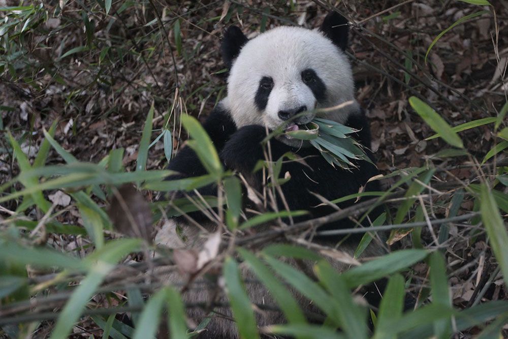 Giant panda with bamboo