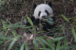 Pandas can survive on a bamboo diet because, like the three-toed sloth, they have a low metabolism.