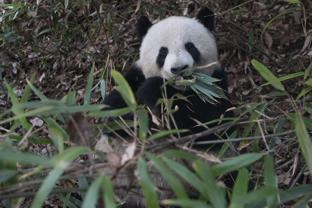 Pandos gali išgyventi laikydamosi bambuko dietos, nes jų, kaip ir tripirščių tinginių, medžiagų apykaita yra silpna.