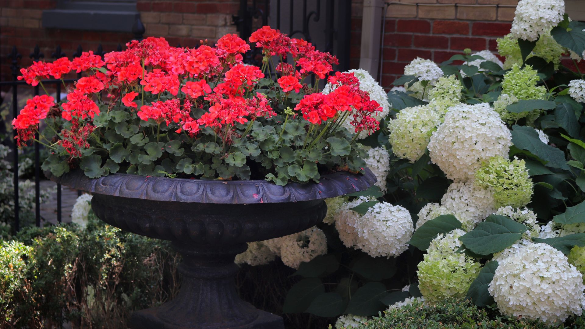 hydrangeas and geraniums in garden