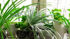 A collection of houseplants in closeup