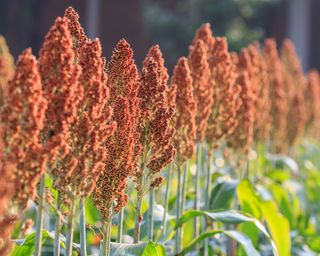 Sorghum cover crops