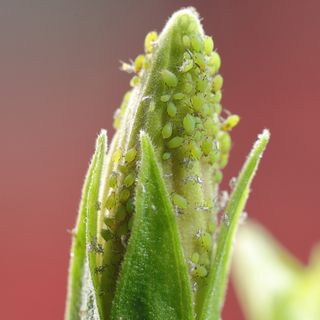 Close up of aphids on hibiscus bud