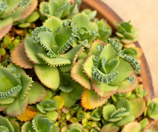 mother of thousands plant growing in a container