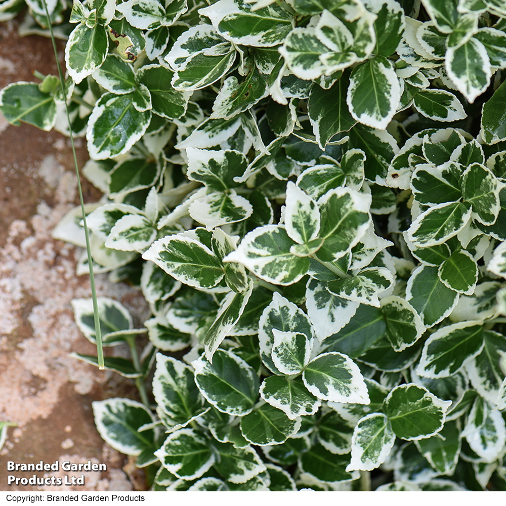 Euonymus Fortunei 'emerald Gaiety'