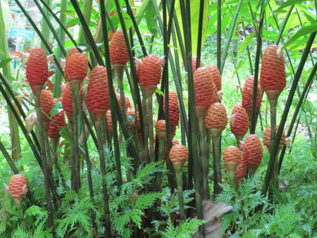 Beehive Ginger Plants