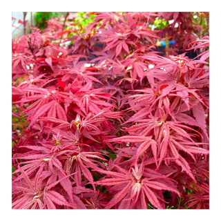 A dwarf Japanese maple plant