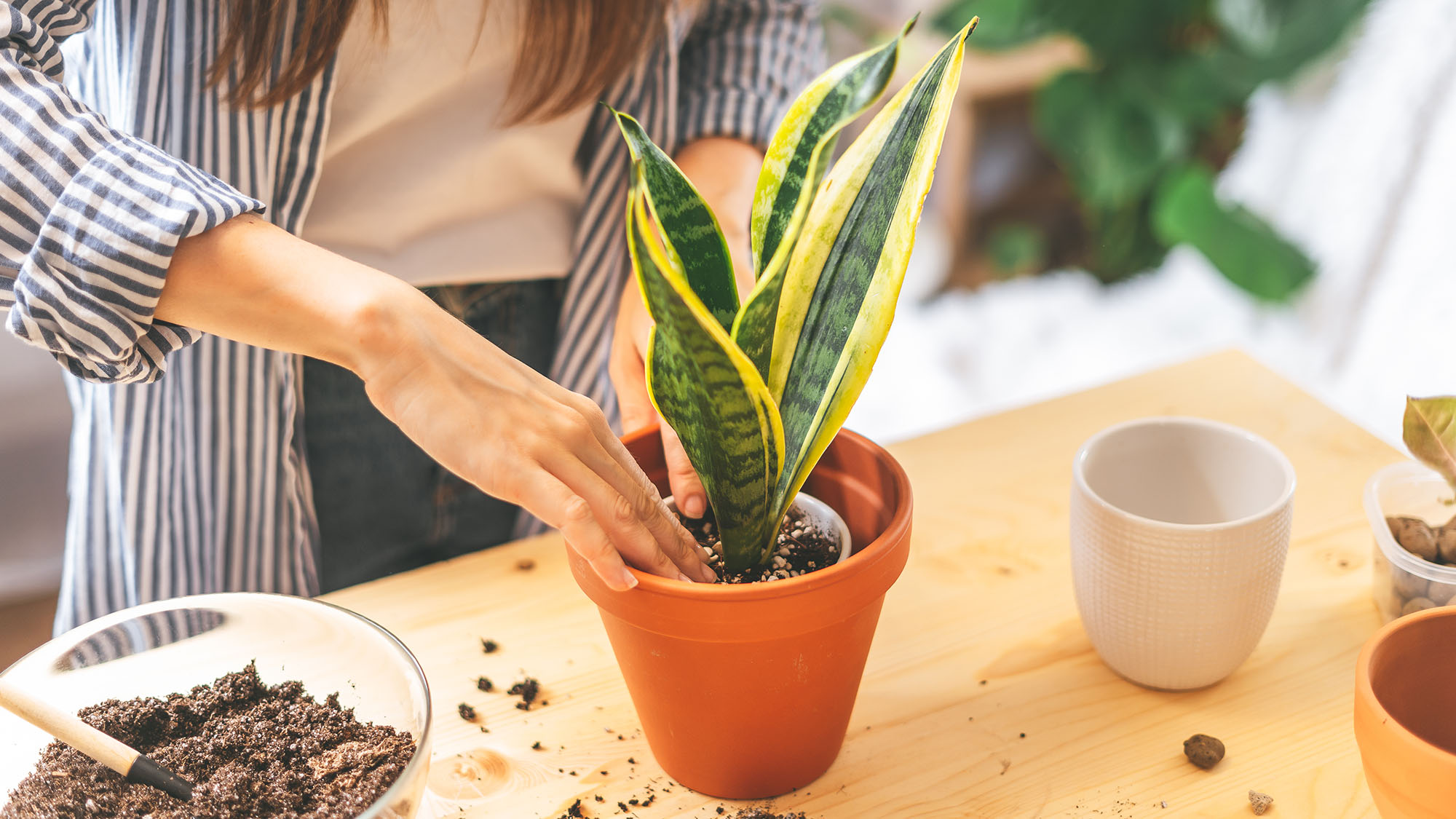 Gardener repots snake plant into new pot, using a custom blended snake plant potting soil