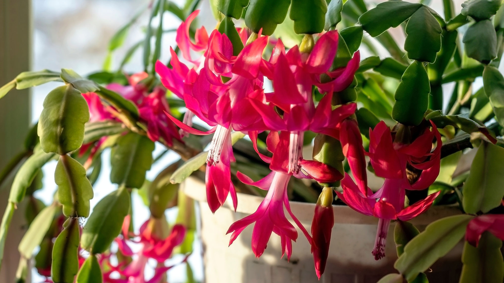 Christmas cactus blooming on windowsill with pink flowers