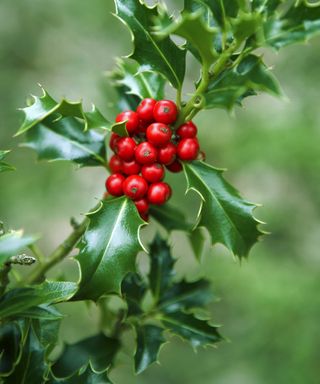 sprig of holly with berries