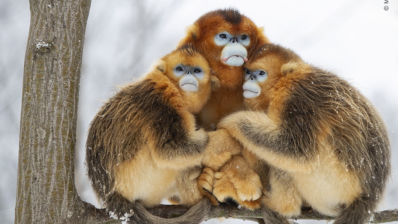 Three golden snub-nosed monkeys huddle against the cold.